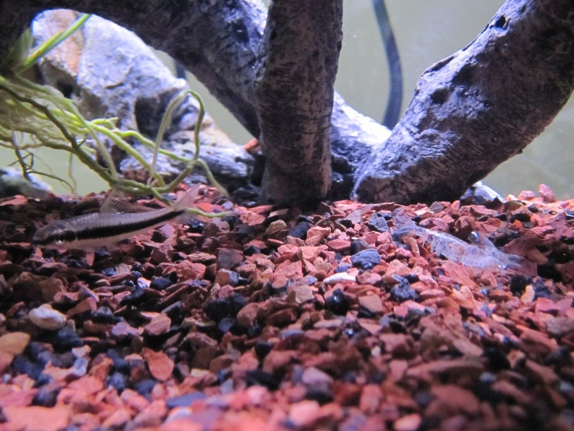 Caring for Blue Mystery Snails: The Unsung Heroes of Your Aquarium
